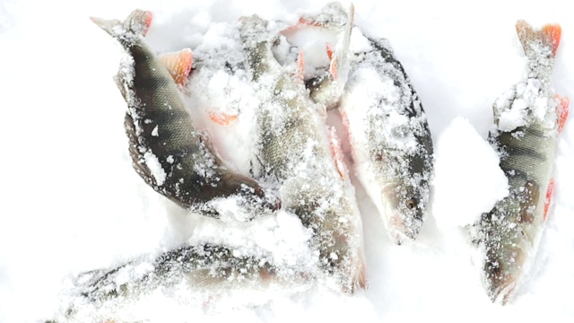 冬天在雪地里钓鱼视频素材