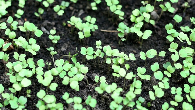 首先是芝麻菜的芽沙拉种植植物视频素材