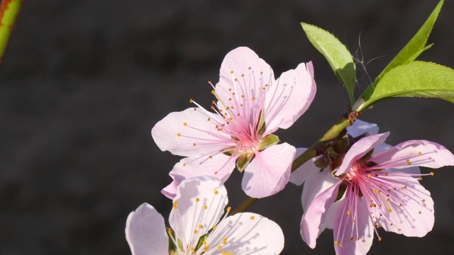 花园里有桃花视频素材