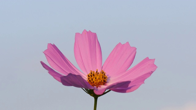 蓝色天空上粉红色的宇宙花视频素材