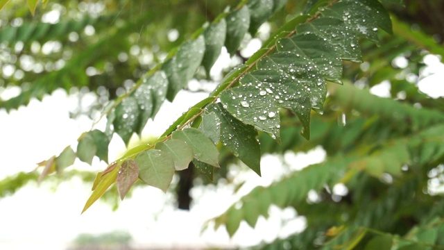 雨滴在绿叶上喷射出的虚线。视频素材