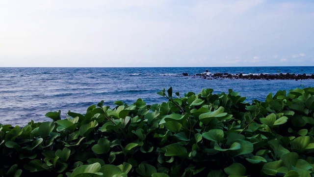 自然美景岩石海滩与山羊脚海滩植物和树叶风景视频素材