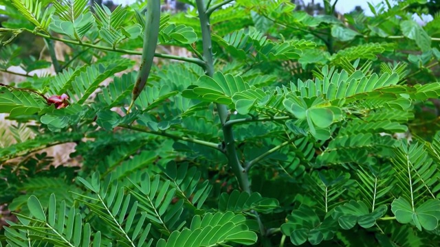 乡村雨季的野生新鲜植物和孔雀花视频素材