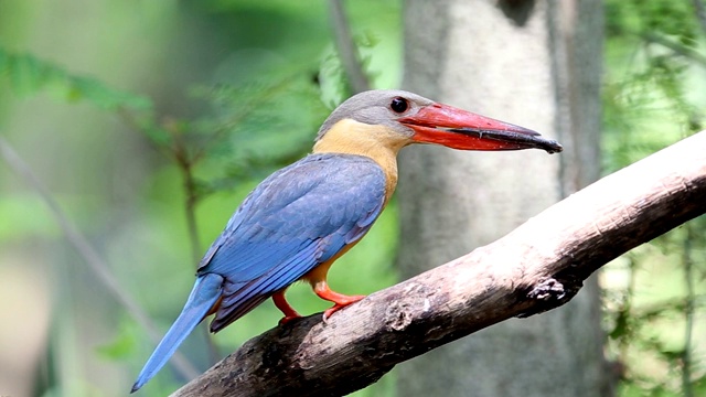 泰国公园早午餐树上的鹳嘴翠鸟(Pelargopsis capensis (Linnaeus, 1766))。视频下载