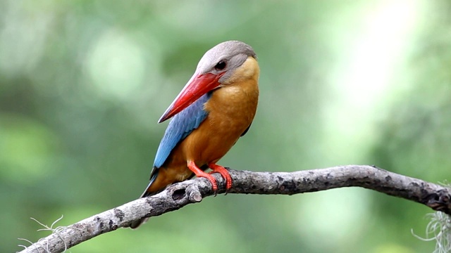 泰国公园早午餐树上的鹳嘴翠鸟(Pelargopsis capensis (Linnaeus, 1766))。视频下载