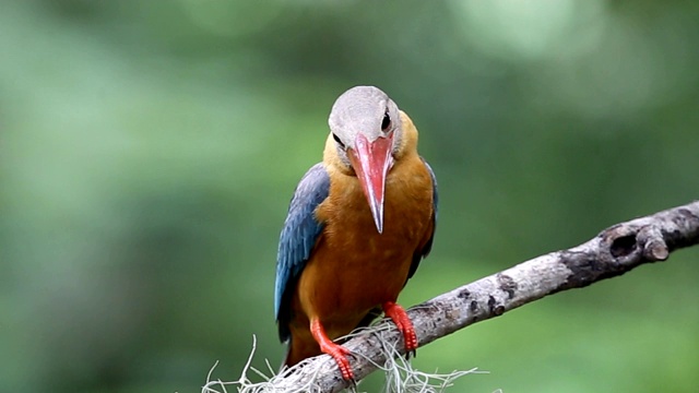 泰国公园早午餐树上的鹳嘴翠鸟(Pelargopsis capensis (Linnaeus, 1766))。视频下载