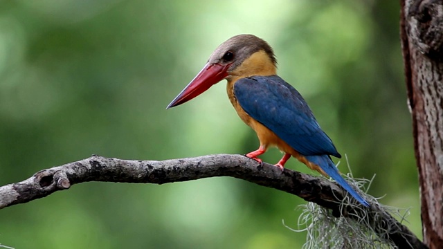 泰国公园早午餐树上的鹳嘴翠鸟(Pelargopsis capensis (Linnaeus, 1766))。视频下载