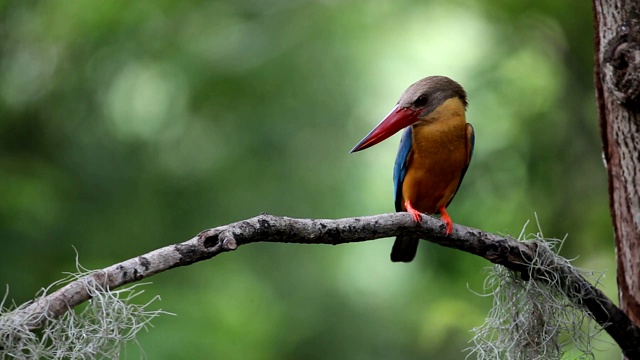 泰国公园早午餐树上的鹳嘴翠鸟(Pelargopsis capensis (Linnaeus, 1766))。视频下载