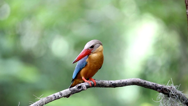 泰国公园早午餐树上的鹳嘴翠鸟(Pelargopsis capensis (Linnaeus, 1766))。视频下载