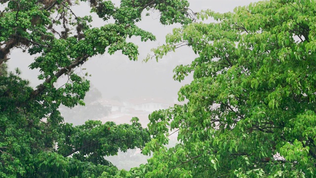 暴雨落在树上，以城市景观为背景视频素材