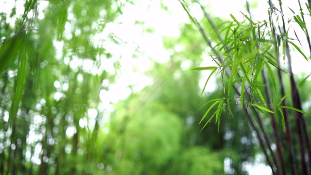 竹叶在雨季散竹的背景下视频素材