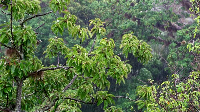 热带雨林的雨季里大雨滂沱视频素材