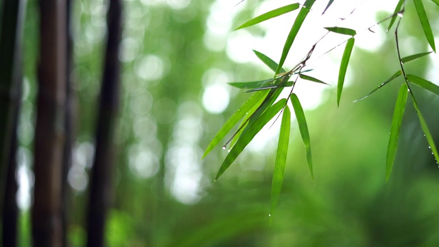 竹叶在雨季散竹的背景下视频素材