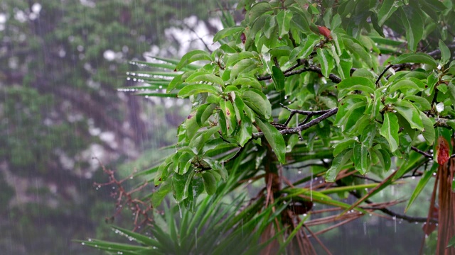 热带雨林的雨季里大雨滂沱视频素材