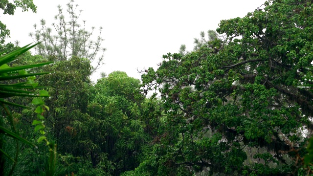 暴雨落在树上，以城市景观为背景视频素材