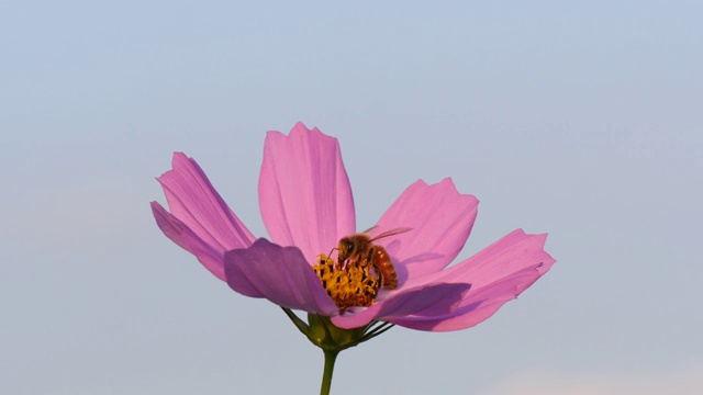 蜜蜂在粉红色的宇宙花上飞行视频素材