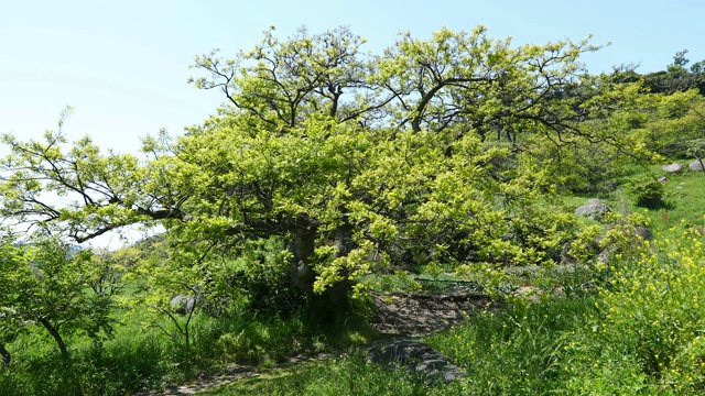 保宁市大永道岛的常绿森林视频素材