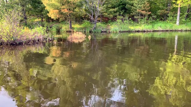 五彩缤纷的森林景观反映在奇佩瓦流动水系统的表面，在海沃德，WI。视频素材