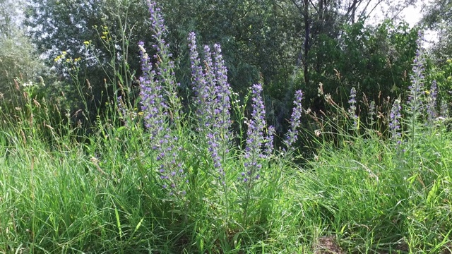 美丽的草地，绿色的草和鲜花在春天的原野自然和荒野视频素材