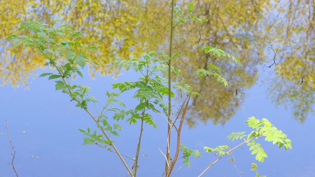 在晴朗的日子里，树木倒映在水面上视频素材