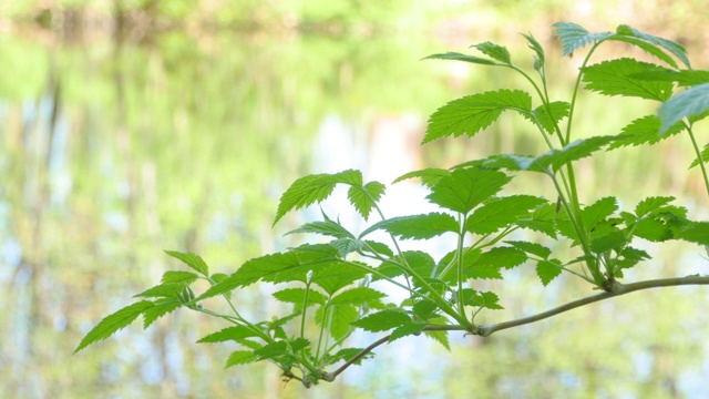 在晴朗的日子里，树木倒映在水面上视频素材