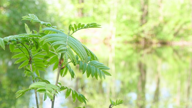 在晴朗的日子里，树木倒映在水面上视频素材