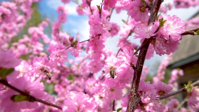 蜜蜂从樱花的粉红色花朵上采集花粉视频素材