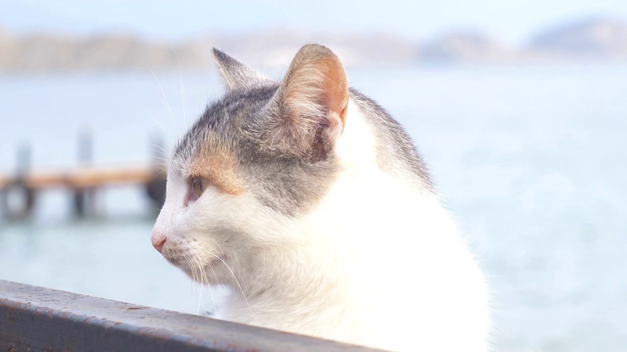 三色斑点猫的口鼻，侧面有一只移动的耳朵视频下载