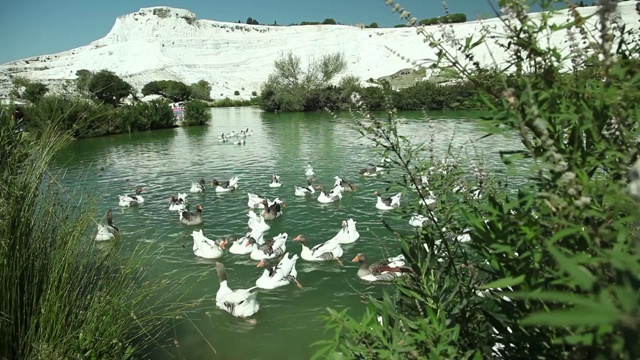 湖上的鹅的奇妙图片/帕穆克卡莱，德尼兹利
Pamukkale-Denizlei /土耳其11/06/2018视频素材