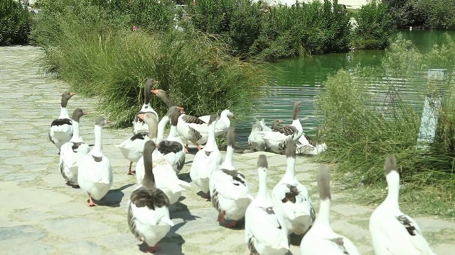 鹅在湖边散步/Pamukkale，
Pamukkale-Denizli /土耳其11/06/2018视频素材