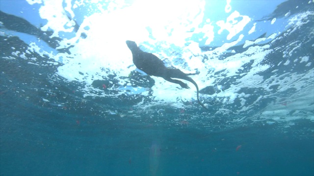 海鬣蜥游泳和潜水视频素材