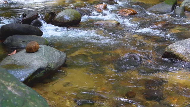 平滑的水流经雨林环境。视频素材