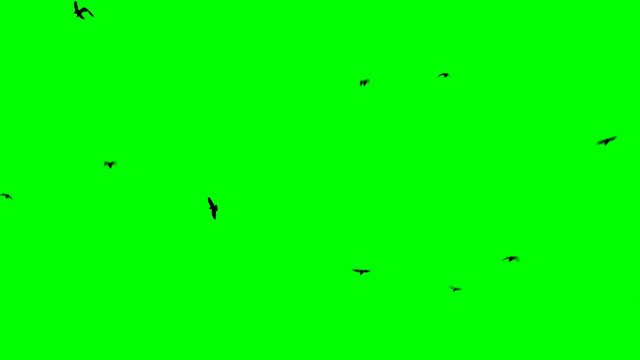 黑色的大鸟飞到绿色的屏幕上视频下载