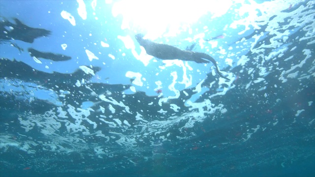 海鬣蜥游泳视频素材