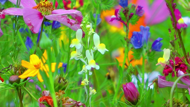 大自然中的五彩花朵视频素材