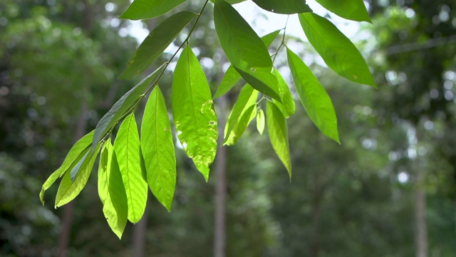 绿色的树叶在花园里视频素材