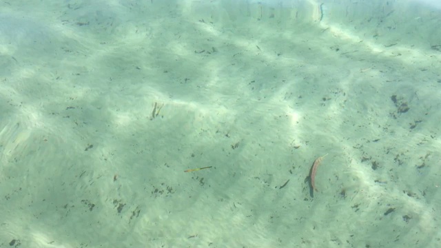 海面上有鱼在水下视频素材