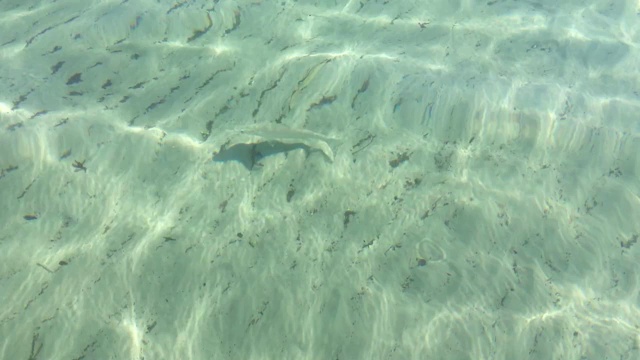 海面上有鱼在水下视频素材