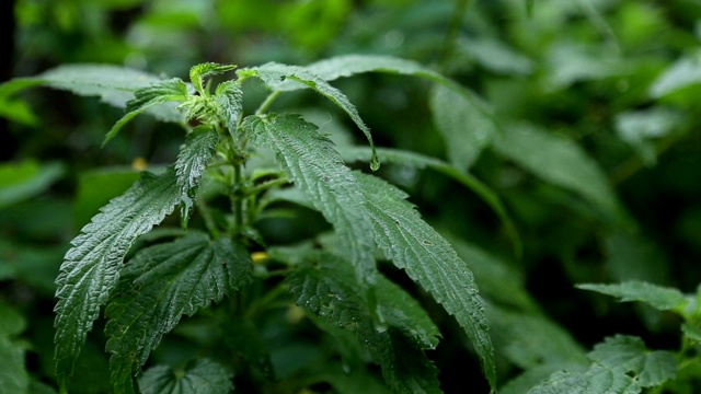 3 .荨麻在雨天视频素材