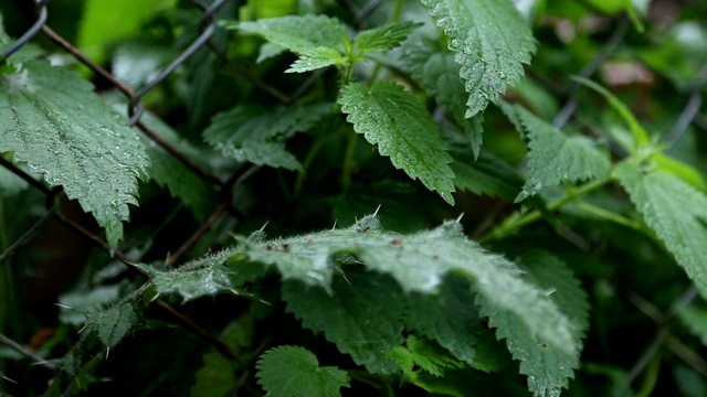 荨麻在雨天视频素材