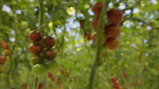 4K -飞越番茄温室视频素材