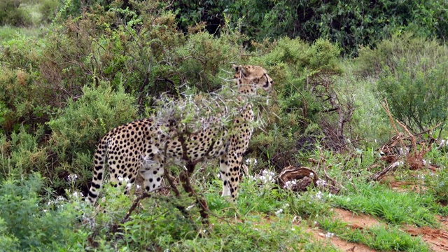 猎豹在野外捕猎视频下载