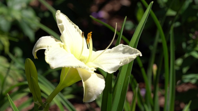 黄花菜(萱草属植物)视频素材