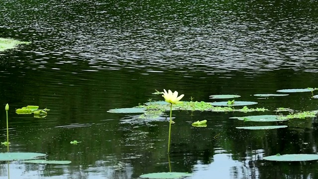 长满鸭草的短吻鳄向荷花游去视频素材