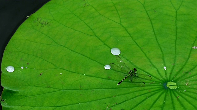 银色的水珠在漂浮的荷叶上翻滚着，落在蜻蜓身上视频素材