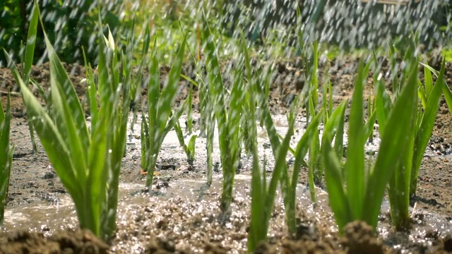 在阳光下灌溉嫩芽，慢动作。水滴在阳光下闪闪发光视频素材