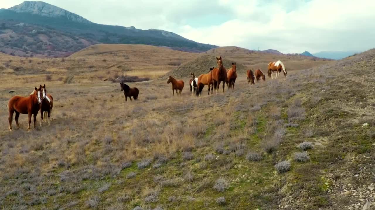 骑着马飞过有牧场的小山。风摇视频下载