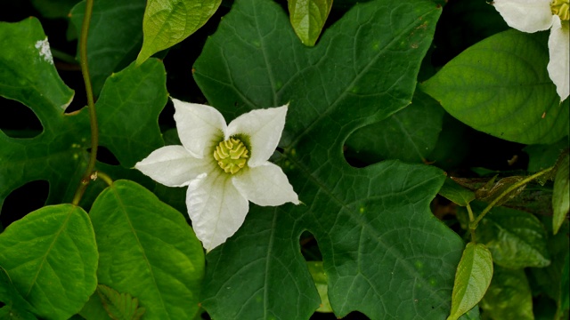 白花在清晨绽放。视频素材