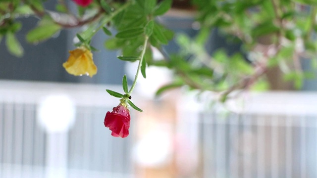 雨后粉红花朵上的水滴视频素材