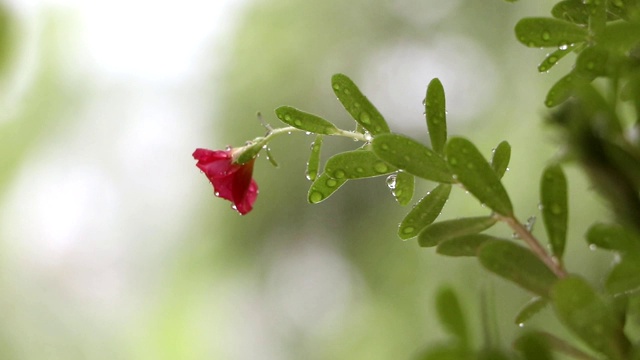 雨后粉红花朵上的水滴视频素材